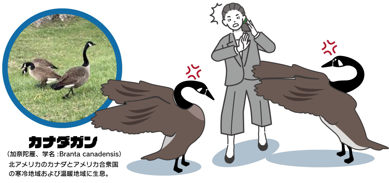 カナダガン